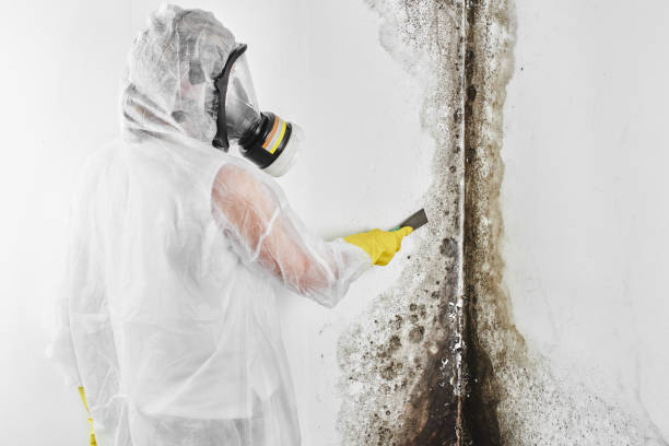 Best Professional Mold Removal  in Uvalde, TX
