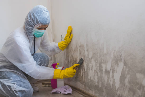 Mold Testing and Removal in Uvalde, TX