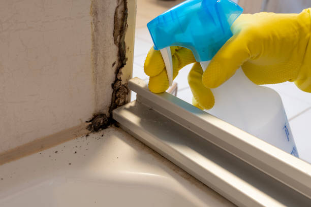 Best Mold Remediation Experts  in Uvalde, TX